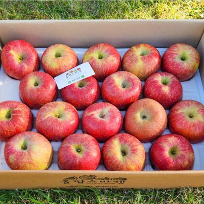 사과 [올팜스] 당도선별 햇 부사 사과 대과 5kg 고당도 청송 안동 사과 선물용