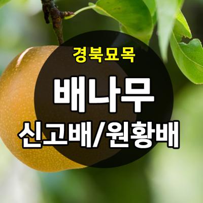 블루베리나무 [경북농원] 배나무묘목(신고배/원황배/황금배) 접목 특묘 판매중