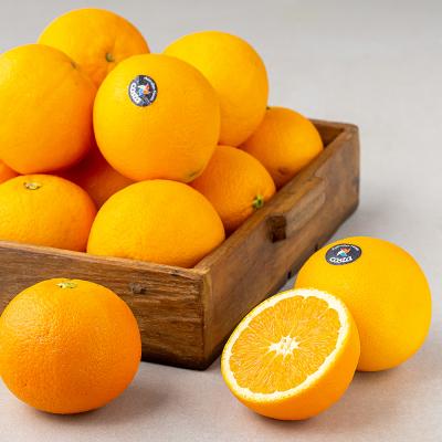 오렌지 PSK 호주산 네이블 오렌지